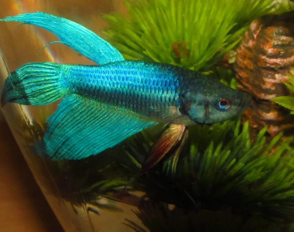 Cupang — Betta splendens
