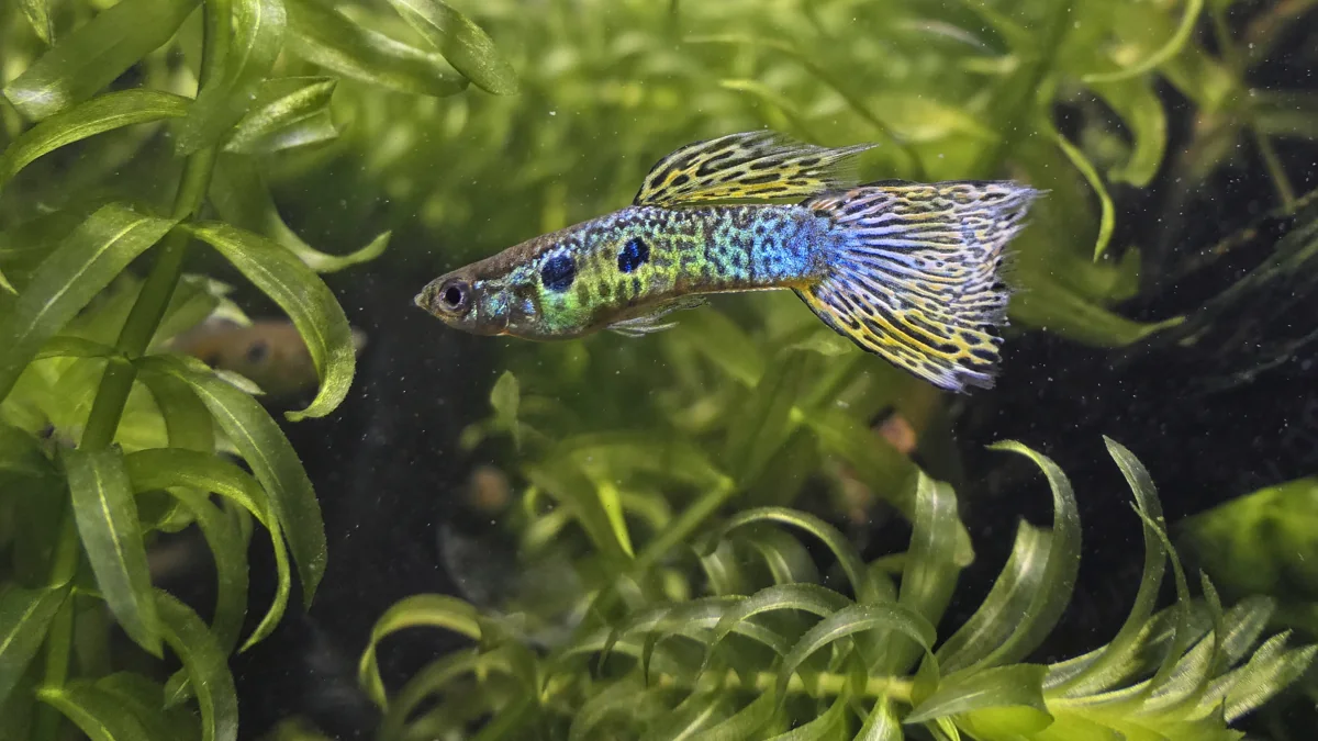Guppy — Poecilia reticulata